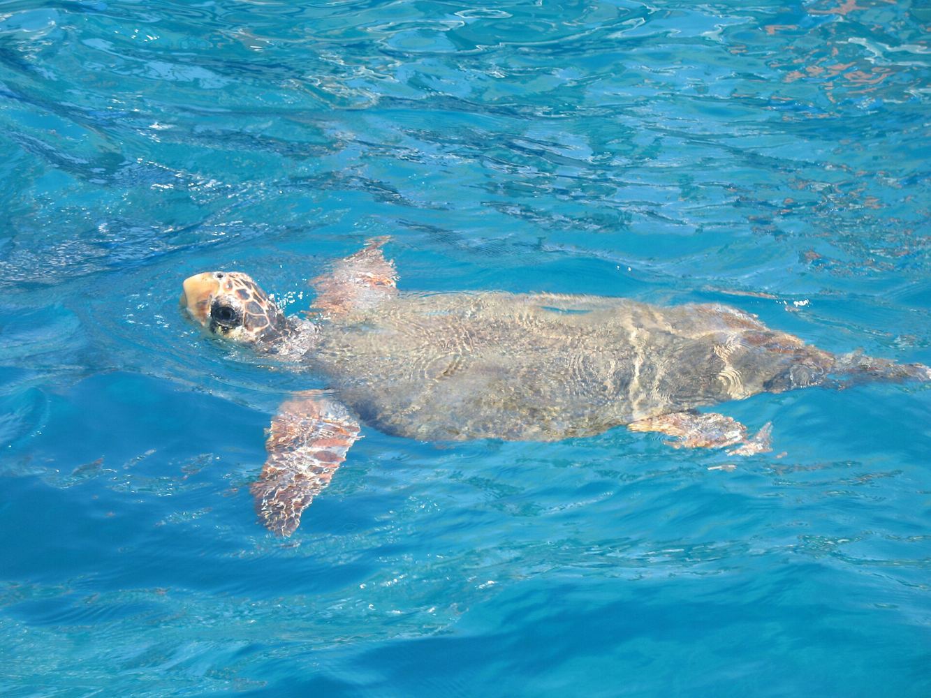 Żółw Caretta caretta w wodach Zakinthos